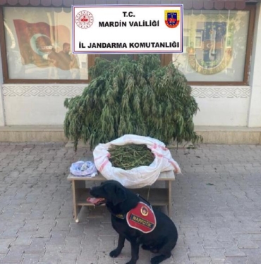 Mardinde evinin bahçesinde uyuşturucu eken şüpheli gözaltına alındı
