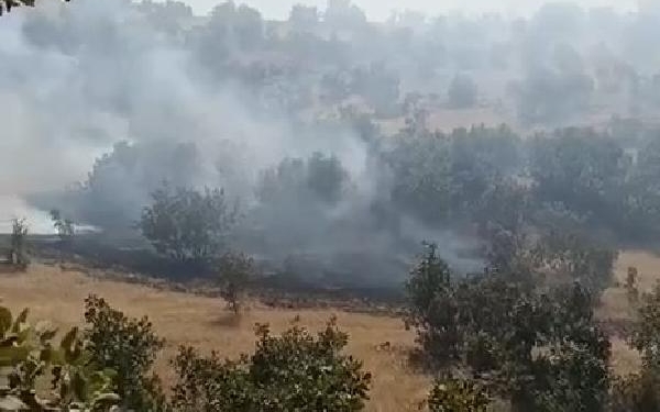 Mardinde orman yangını 2 saatte söndürüldü