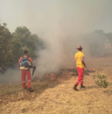 Mardinde örtü yangını ormana sıçradı 2