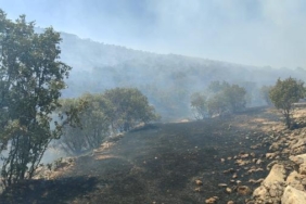 Mardinde örtü yangını ormana sıçradı