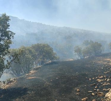 Mardin'de örtü yangını, ormana sıçradı 10 Mardinde örtü yangını ormana sıçradı