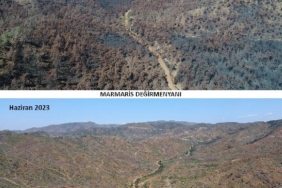 Marmariste yanan ormanlar 1 yılda yeşile döndü