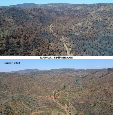 Marmariste yanan ormanlar 1 yılda yeşile döndü