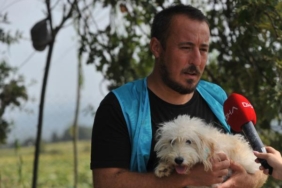 Merdiven altı üretilip sokağa terk edilen cins köpekler yeni yuvalarını bekliyor