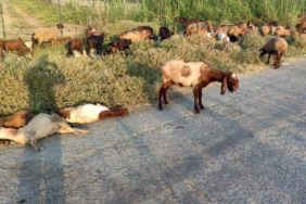 Mersinde arazide otlayan 48 küçükbaş öldü inceleme başlatıldı