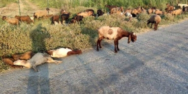 Mersin'de arazide otlayan 48 küçükbaş öldü; inceleme başlatıldı 5 Mersinde arazide otlayan 48 küçükbaş öldü inceleme başlatıldı