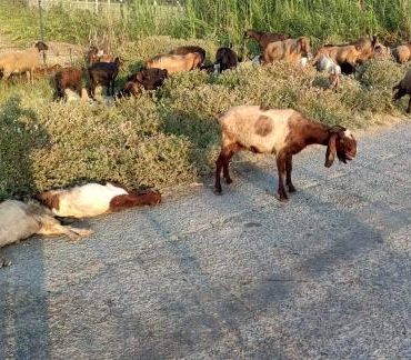Mersin'de arazide otlayan 48 küçükbaş öldü; inceleme başlatıldı 5 Mersinde arazide otlayan 48 küçükbaş öldü inceleme başlatıldı