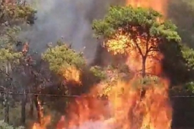 Milasta orman yangını 3