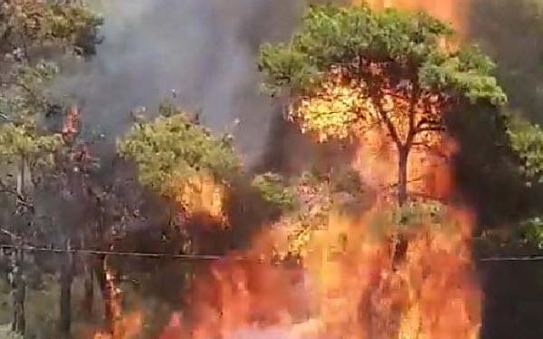 Milasta orman yangını 3