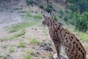 Nesli koruma altındaki vaşak fotokapanla görüntülendi