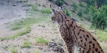 Nesli koruma altındaki vaşak, fotokapanla görüntülendi 39 Nesli koruma altındaki vaşak fotokapanla görüntülendi