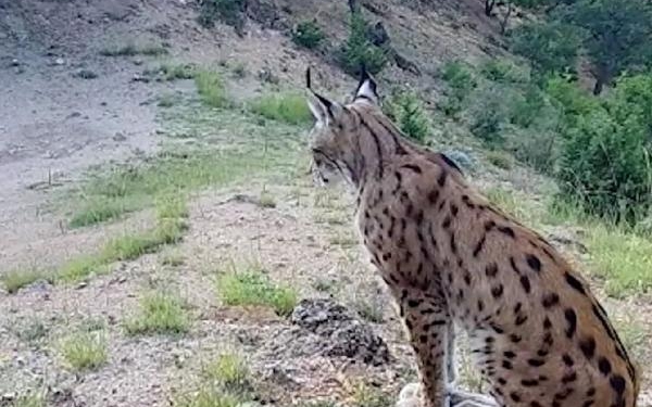 Nesli koruma altındaki vaşak fotokapanla görüntülendi