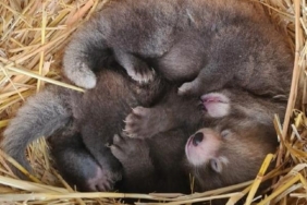 Nesli tükenmekte olan kızıl panda nüfusuna ikiz yavru katıldı