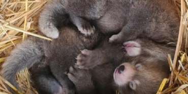 Nesli tükenmekte olan kızıl panda nüfusuna ikiz yavru katıldı 29 Nesli tükenmekte olan kızıl panda nüfusuna ikiz yavru katıldı