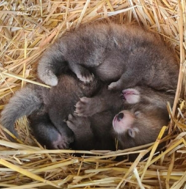 Nesli tükenmekte olan kızıl panda nüfusuna ikiz yavru katıldı 7 Nesli tükenmekte olan kızıl panda nüfusuna ikiz yavru katıldı