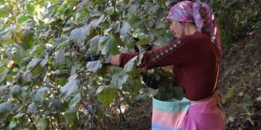 Orduda erken fındık hasadı