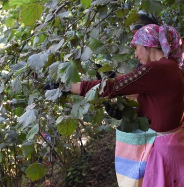 Ordu'da erken fındık hasadı 4 Orduda erken fındık hasadı