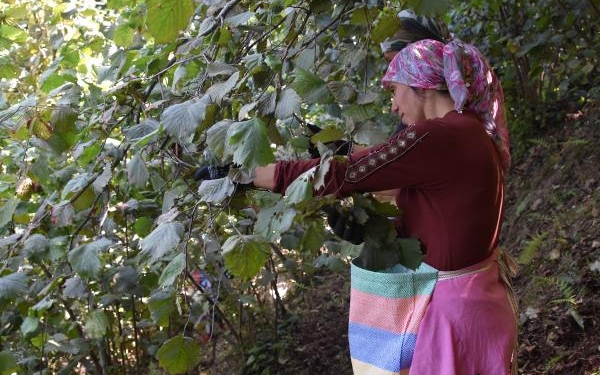 Ordu'da erken fındık hasadı 6 Orduda erken fındık hasadı