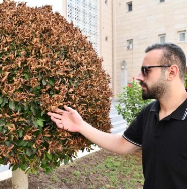 Osmaniyede aşırı sıcaklar nedeniyle süs ağaçlarının yaprakları kurudu