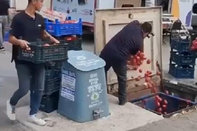 Pendikte çöpe dökülen domateslerle ilgili İstanbul Ticaret İl Müdürlüğünden açıklama