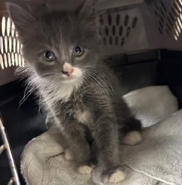 Polis, çalıntı aracın içinde bulduğu kedi yavrusunun sahibini arıyor 3 Polis çalıntı aracın içinde bulduğu kedi yavrusunun sahibini arıyor