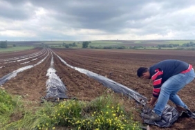 Poşetleme sistemi ile kuraklığı yendi 10 ton karpuz elde etti