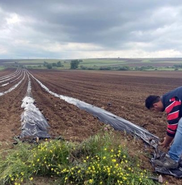 Poşetleme sistemi ile kuraklığı yendi 10 ton karpuz elde etti