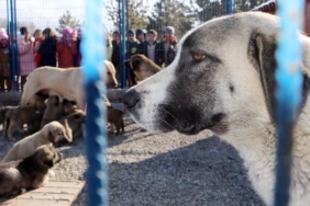 Prof. Dr. Çoban: Yılda 250 bin kişi kuduz şüphesiyle aşılanıyor 30 Prof Dr Çoban Yılda 250 bin kişi kuduz şüphesiyle aşılanıyor