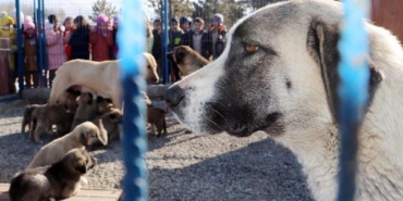 Prof. Dr. Çoban: Yılda 250 bin kişi kuduz şüphesiyle aşılanıyor 32 Prof Dr Çoban Yılda 250 bin kişi kuduz şüphesiyle aşılanıyor