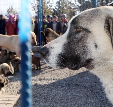 Prof Dr Çoban Yılda 250 bin kişi kuduz şüphesiyle aşılanıyor
