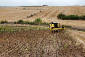 Prof Dr Kaya Ayçiçeğini kuraklık stresi vurdu