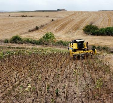Prof Dr Kaya Ayçiçeğini kuraklık stresi vurdu