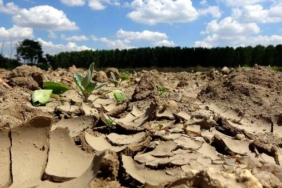 ProfDr Orta Kuraklığa dayanıklı bitki ve hayvan türleri geliştirmemiz lazım