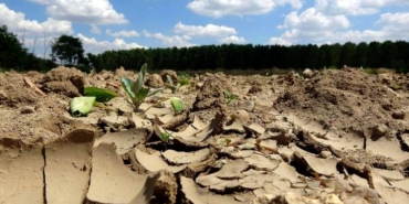 Prof.Dr. Orta: Kuraklığa dayanıklı bitki ve hayvan türleri geliştirmemiz lazım 3 ProfDr Orta Kuraklığa dayanıklı bitki ve hayvan türleri geliştirmemiz lazım
