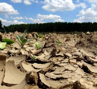 ProfDr Orta Kuraklığa dayanıklı bitki ve hayvan türleri geliştirmemiz lazım
