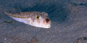 Profesör Gökoğlu: İstilacı tür sayısı 5 yıl içinde 90'a çıkacak 7 Profesör Gökoğlu İstilacı tür sayısı 5 yıl içinde 90a çıkacak