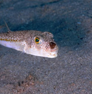 Profesör Gökoğlu İstilacı tür sayısı 5 yıl içinde 90a çıkacak