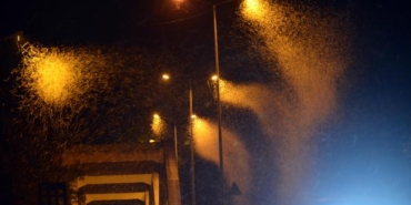 Sakarya'da milyonlarca kelebeğin ölüm dansı 22 Sakaryada milyonlarca kelebeğin ölüm dansı