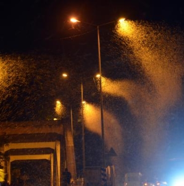 Sakaryada milyonlarca kelebeğin ölüm dansı