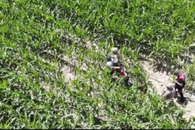 Şanlıurfada firari hükümlüler mısır tarlasında yakalandı