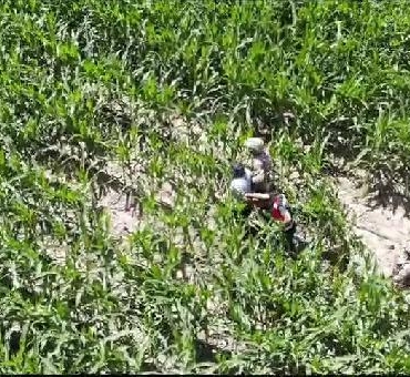 Şanlıurfada firari hükümlüler mısır tarlasında yakalandı