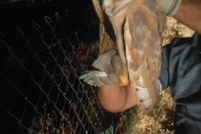 Seyir halindeki kamyonun şoförü tellere takılan baykuşu fark edip kurtardı