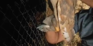 Seyir halindeki kamyonun şoförü tellere takılan baykuşu fark edip kurtardı