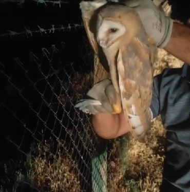 Seyir halindeki kamyonun şoförü tellere takılan baykuşu fark edip kurtardı