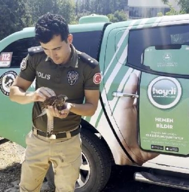 Sıcakta bitkin düşen kerkenez kuşuna polisten müdahale