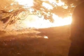 Silivride alev alev yanan asırlık çam ağacı paniğe neden oldu