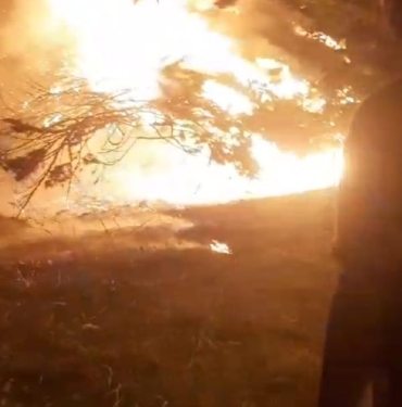 Silivride alev alev yanan asırlık çam ağacı paniğe neden oldu