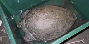 Tedavisi tamamlanan 2 deniz kaplumbağası denizle buluşturuldu