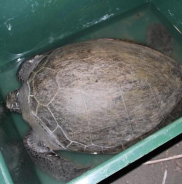 Tedavisi tamamlanan 2 deniz kaplumbağası denizle buluşturuldu 4 Tedavisi tamamlanan 2 deniz kaplumbağası denizle buluşturuldu