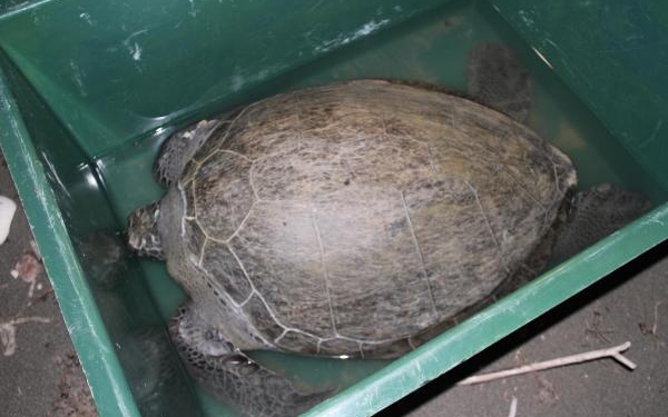 Tedavisi tamamlanan 2 deniz kaplumbağası denizle buluşturuldu